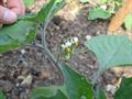 sunberry